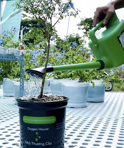 CHĂM SÓC CÂY CỦA BẠN ĐẠT CHUẨN NHÀ THƯƠNG CÂY? QUÁ LÀ ĐƠN GIẢN! 2