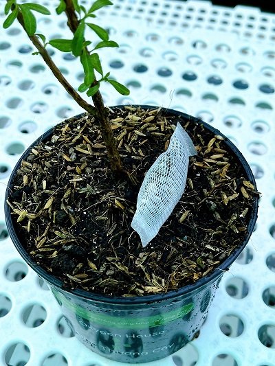 CHĂM SÓC CÂY CỦA BẠN ĐẠT CHUẨN NHÀ THƯƠNG CÂY? QUÁ LÀ ĐƠN GIẢN! 3