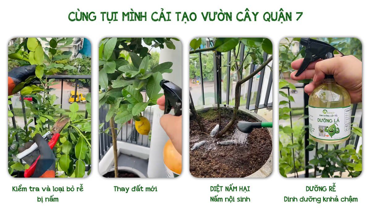 CHĂM SÓC CÂY TẠI QUẬN 7 2