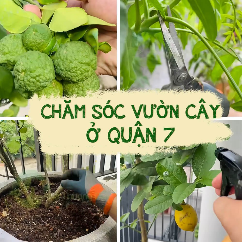 CHĂM SÓC CÂY TẠI QUẬN 7
