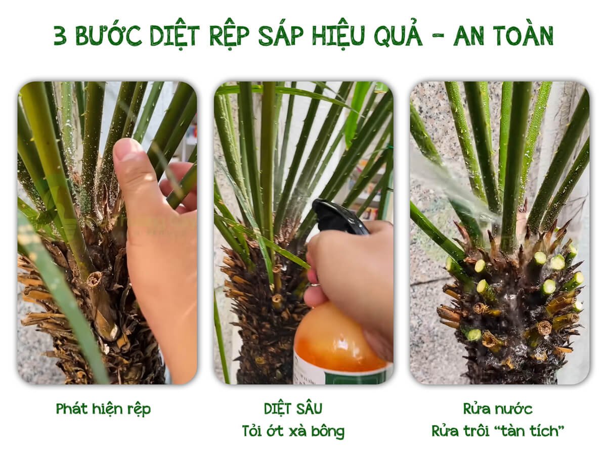 Hành trình Chăm sóc cây ở Quận 3 cùng Nhà Thương Cây 2