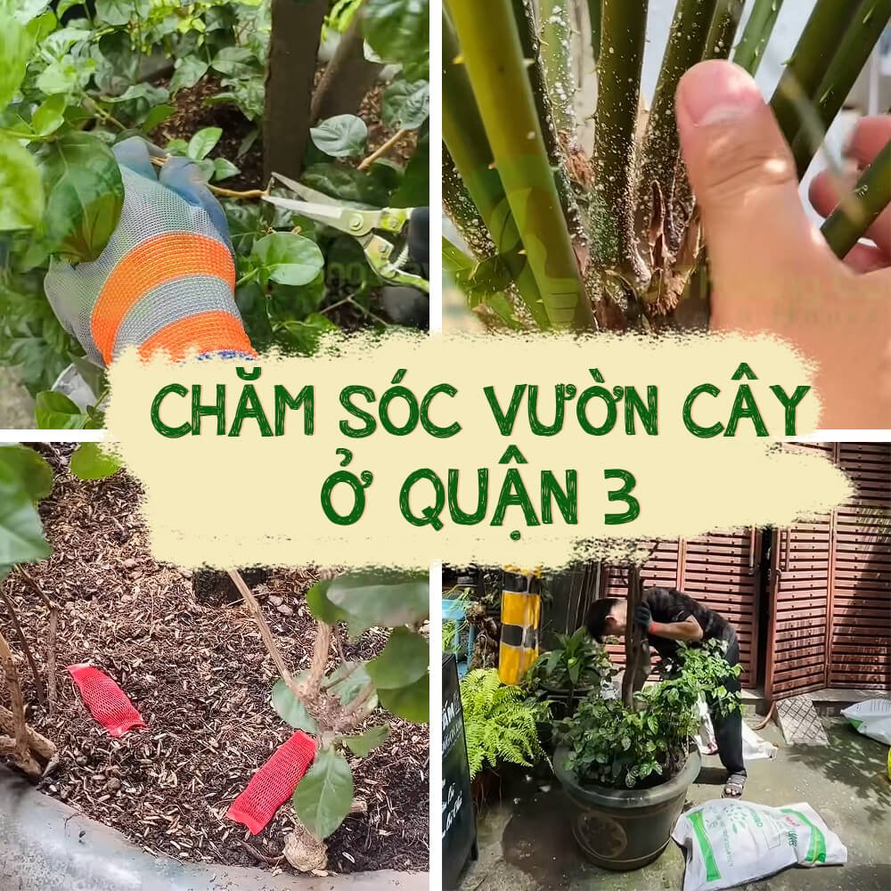 Hành trình Chăm sóc cây ở Quận 3 cùng Nhà Thương Cây