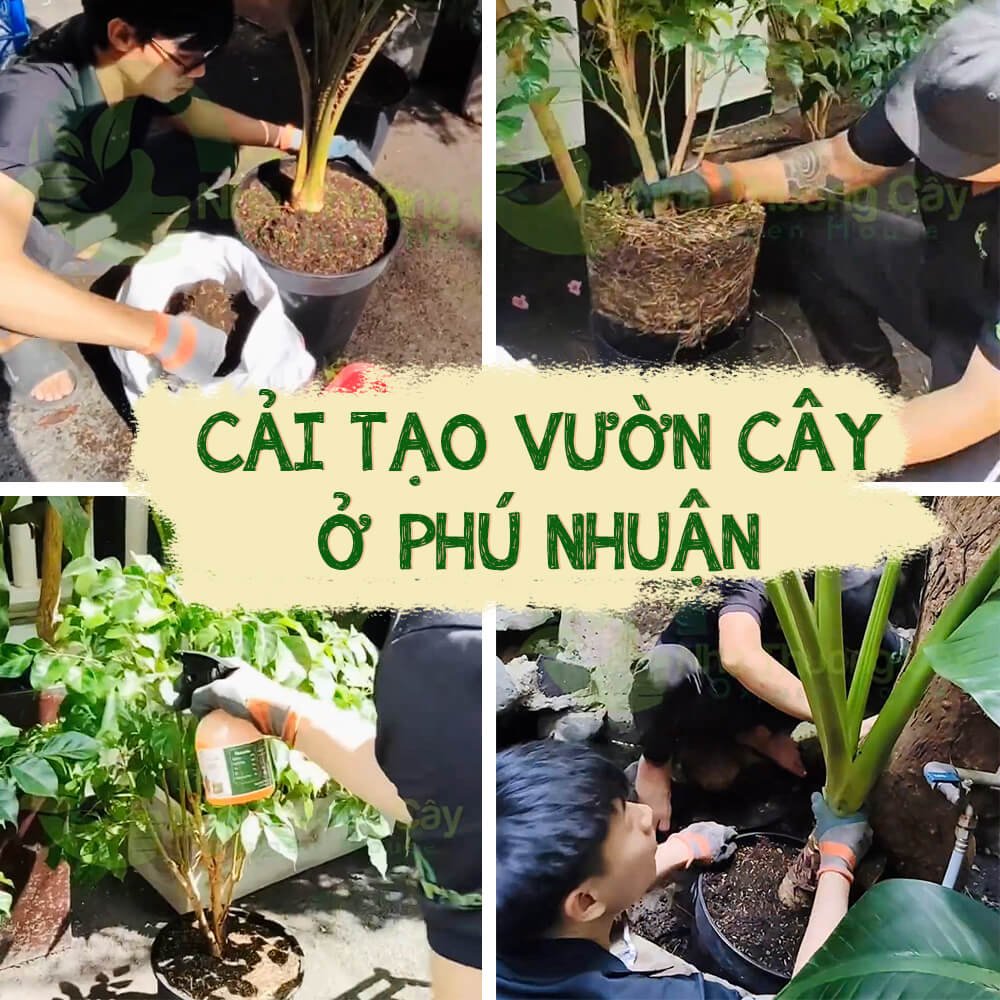 CHĂM SÓC VƯỜN CÂY TẬN NƠI Ở PHÚ NHUẬN 2