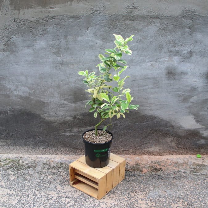 CHANH HOÀNG KIM - VARIEGATED PINK LEMON 2
