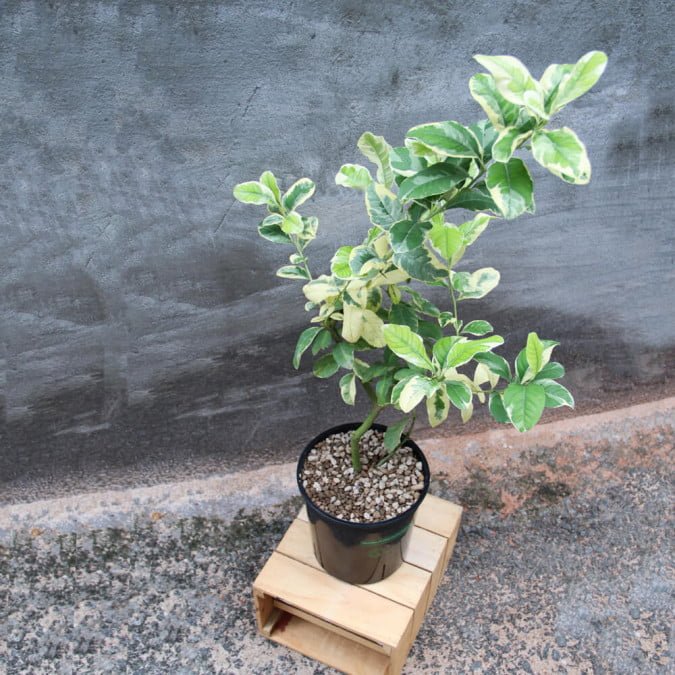 CHANH HOÀNG KIM - VARIEGATED PINK LEMON 3