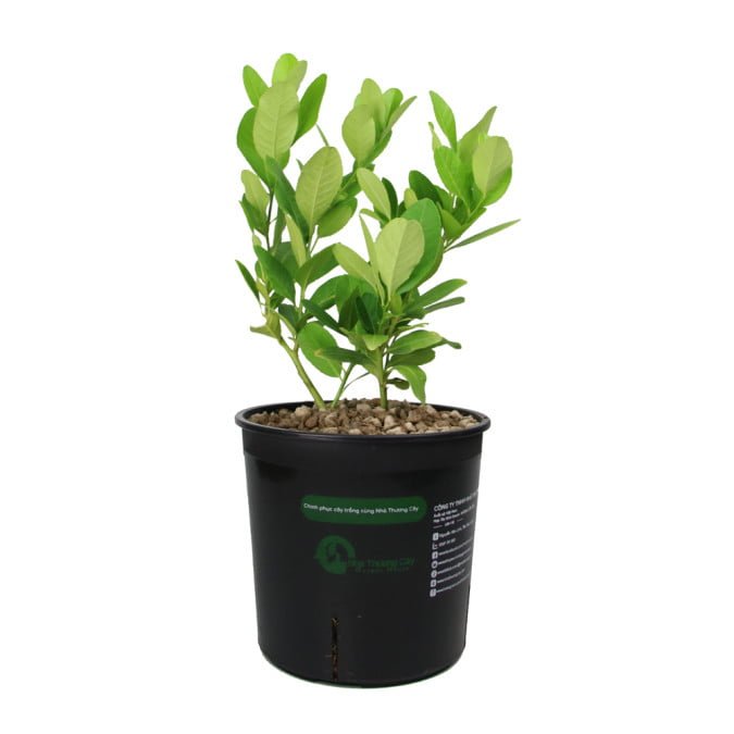 CHANH VÀNG MỸ - CITRUS LEMON 2