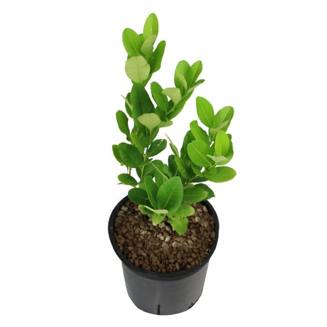 CHANH VÀNG MỸ - CITRUS LEMON 3