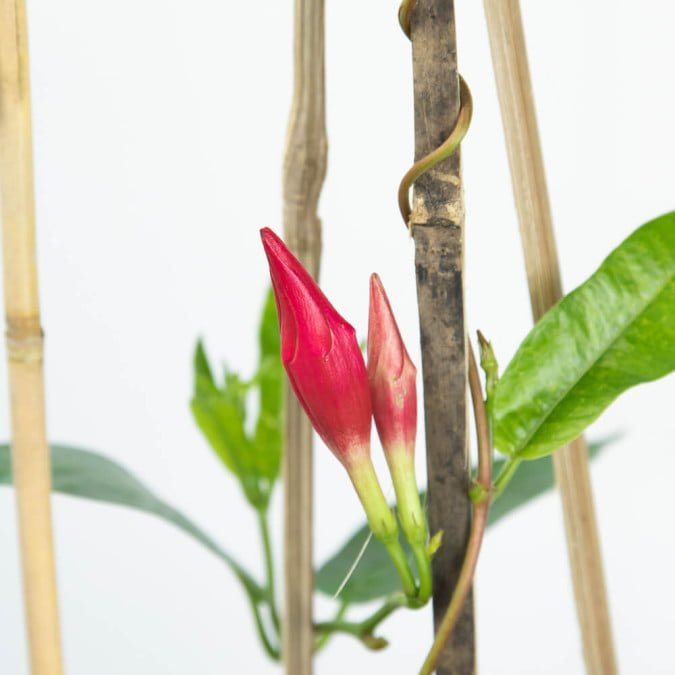 CHÂU ANH - RED ALLAMANDA 2