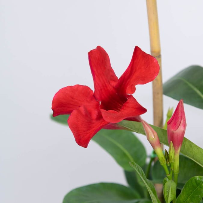 CHÂU ANH - RED ALLAMANDA 3