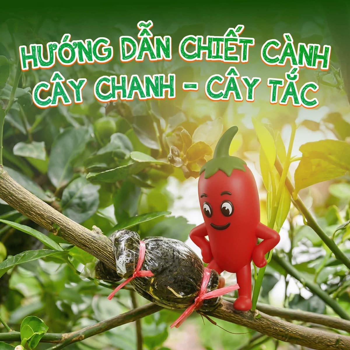 Chiết cành Cây Chanh,Tắc: Nhanh có trái hơn trồng hạt