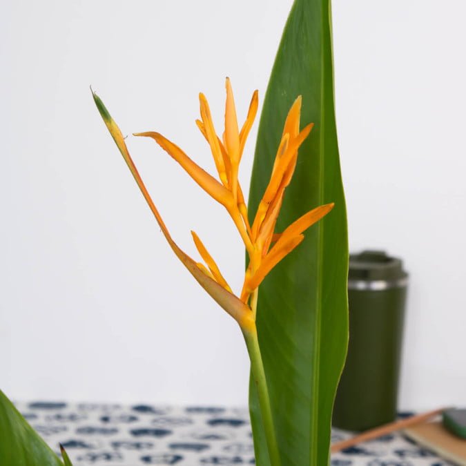 CHIM THIÊN ĐÀNG - HELICONIA PSITACORUM 2