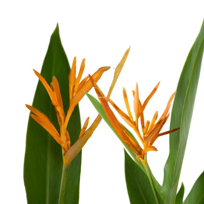 CHIM THIÊN ĐÀNG - HELICONIA PSITACORUM 3