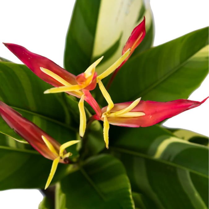 CHIM THIÊN ĐÀNG HOÀNG KIM - VARIEGATED HELICONIA PSITACORUM 3