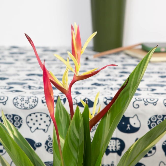 CHIM THIÊN ĐÀNG HOÀNG KIM - VARIEGATED HELICONIA PSITACORUM 2