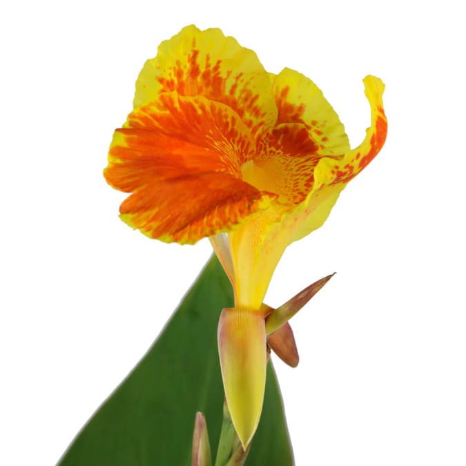 CHUỐI HOA LOA KÈN – CANNA LILY CLEOPATRA 2