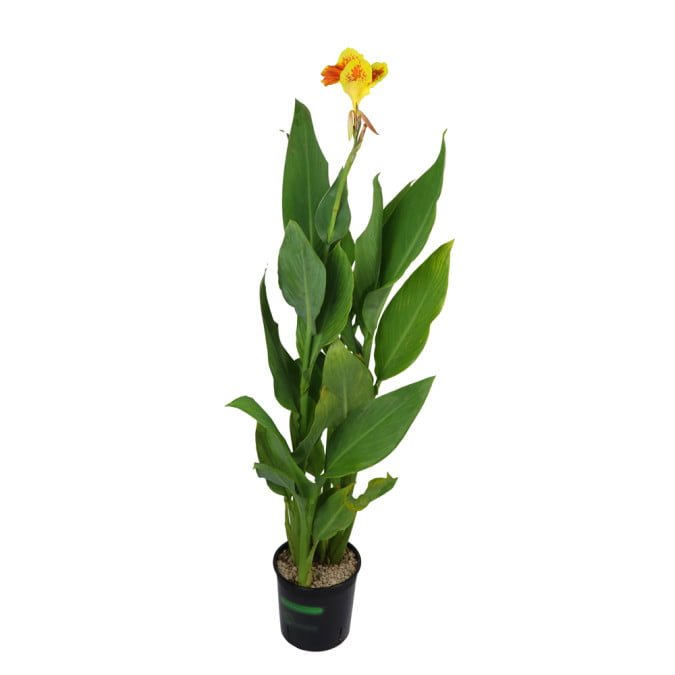 CHUỐI HOA LOA KÈN – CANNA LILY CLEOPATRA 3