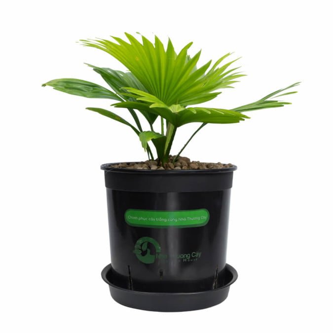 CỌ QUẠT TRUNG HOA – CHINESE FAN PALM 3
