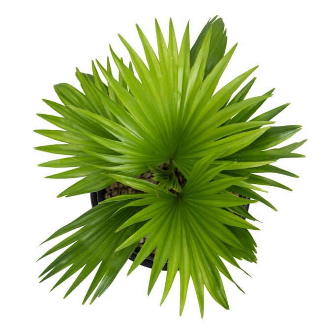 CỌ QUẠT TRUNG HOA – CHINESE FAN PALM 2