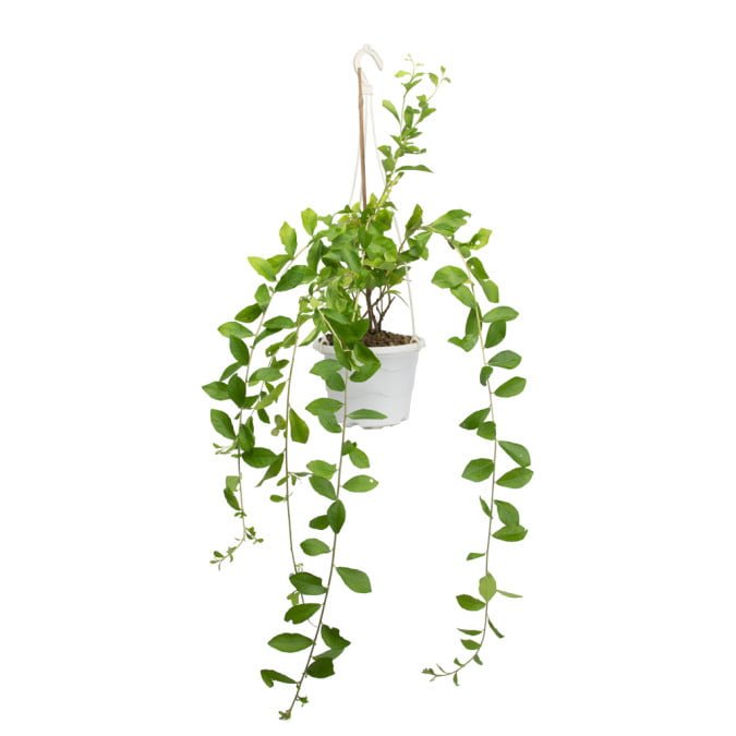 CÚC TẦN - VERNONIA ELLIPTICA 2