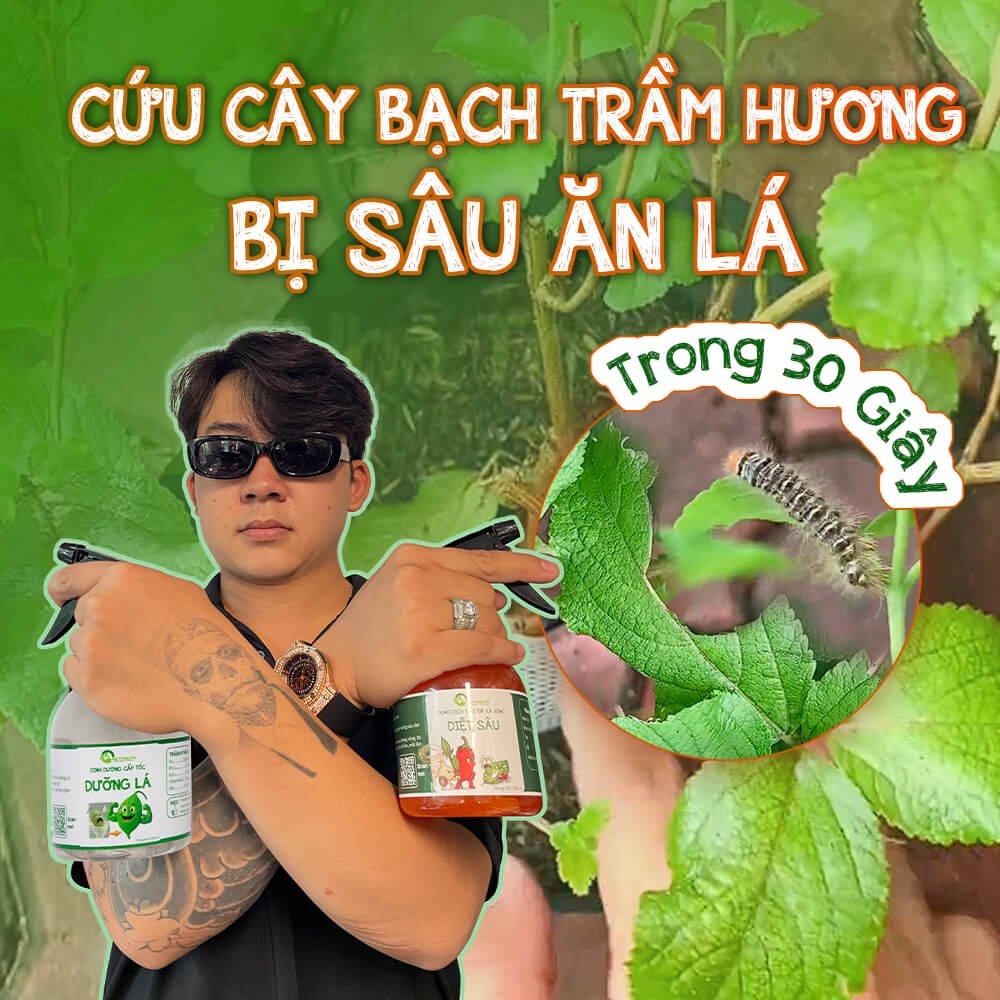 Cứu Cây Bạch Trầm Hương Bị Sâu ăn lá: Cứu Cây Trong 30 Giây