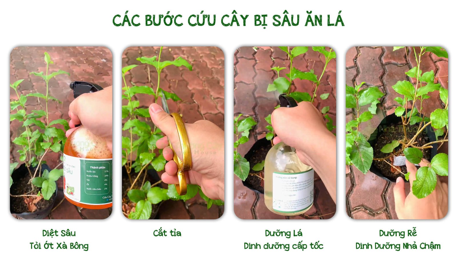 Cứu Cây Bạch Trầm Hương Bị Sâu ăn lá: Cứu Cây Trong 30 Giây 2