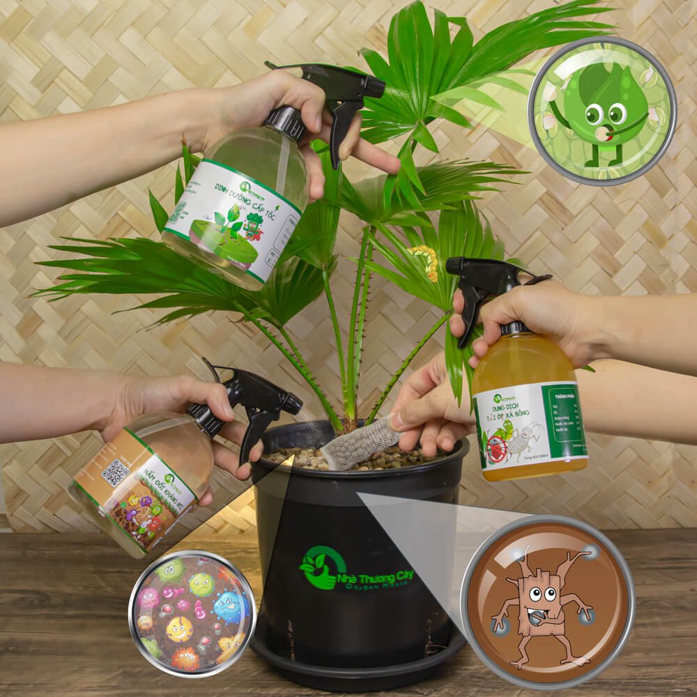 Cứu Cây trên mây - Vườn cây Bị Rệp Sáp, Nấm Lá tấn công 2