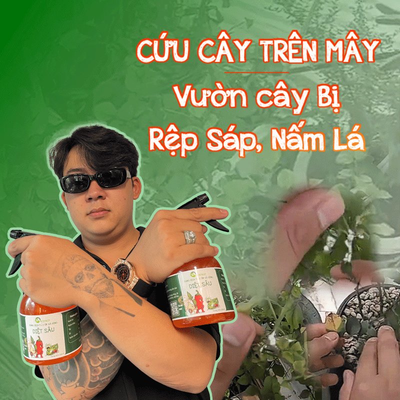 Cứu Cây trên mây - Vườn cây Bị Rệp Sáp, Nấm Lá tấn công