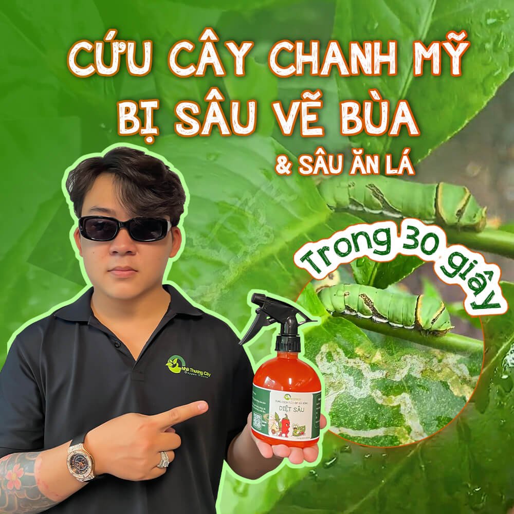 CỨU CÂY CHANH MỸ BỊ SÂU VẼ BÙA