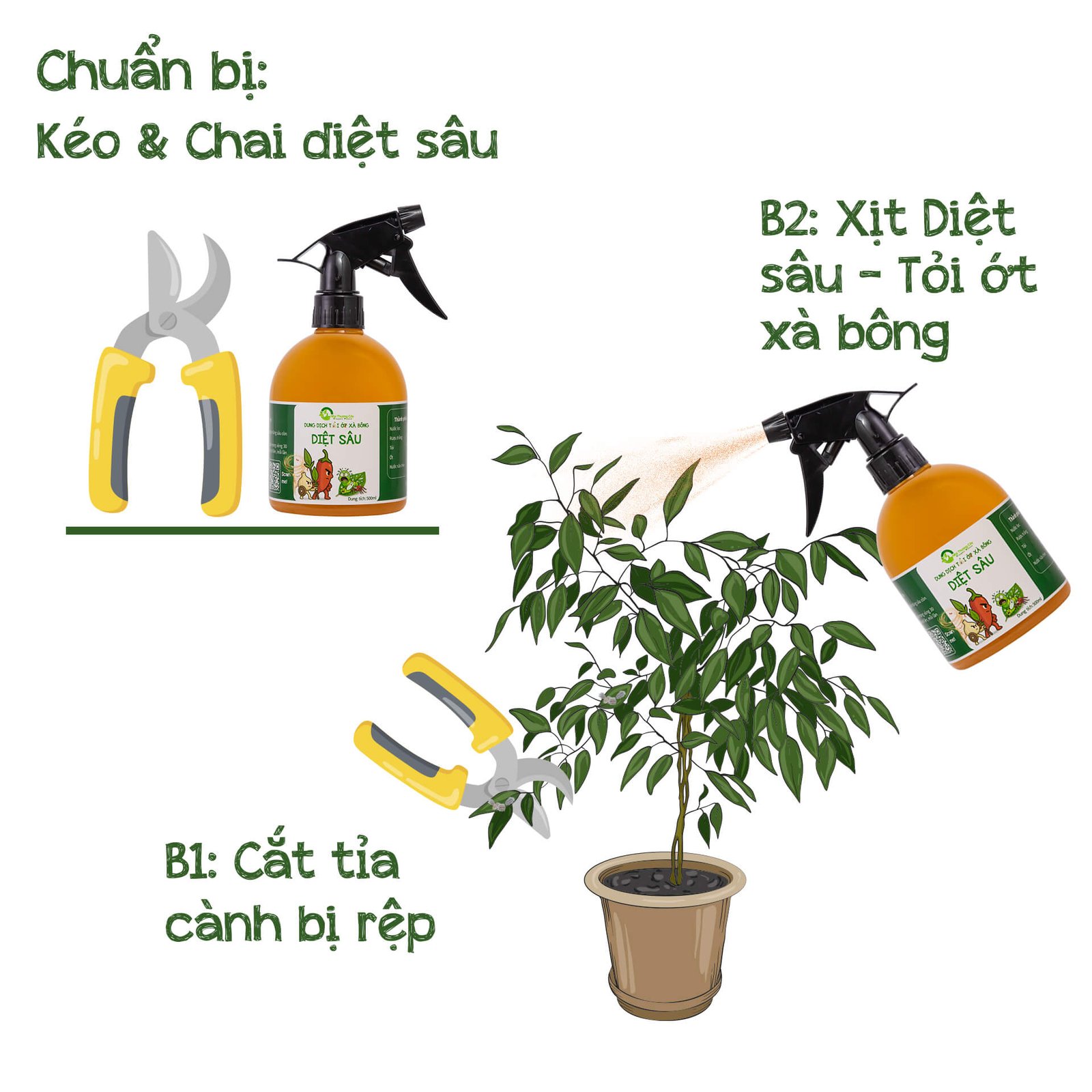 Cứu cây Hoàng hôn bị rệp sáp 2