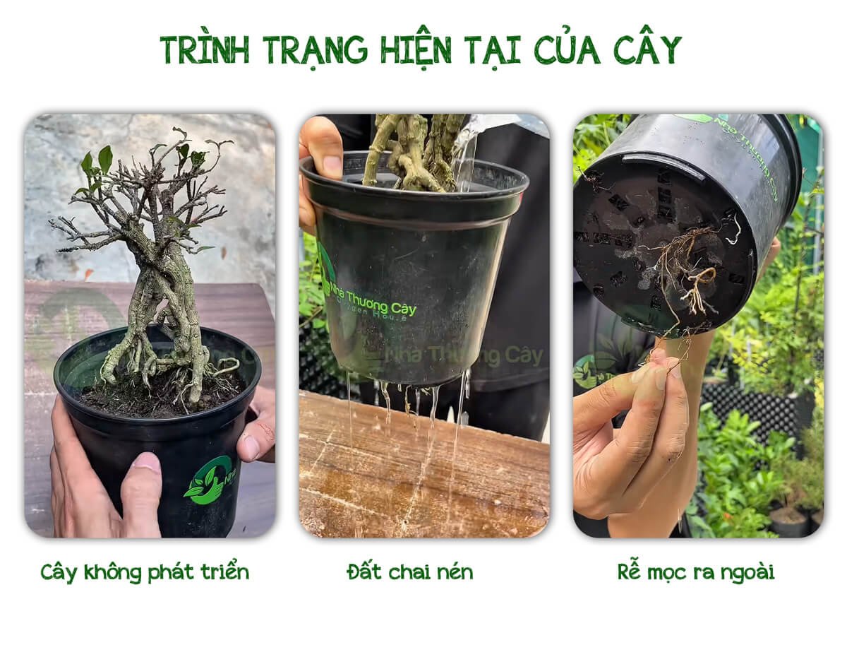 CỨU CÂY HỒNG NGỌC MAI BỊ ĐÓI VÀ KHÁT 2