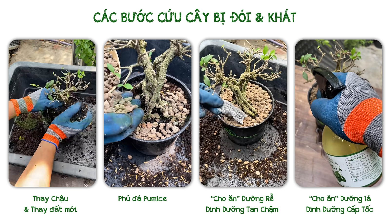 CỨU CÂY HỒNG NGỌC MAI BỊ ĐÓI VÀ KHÁT 3