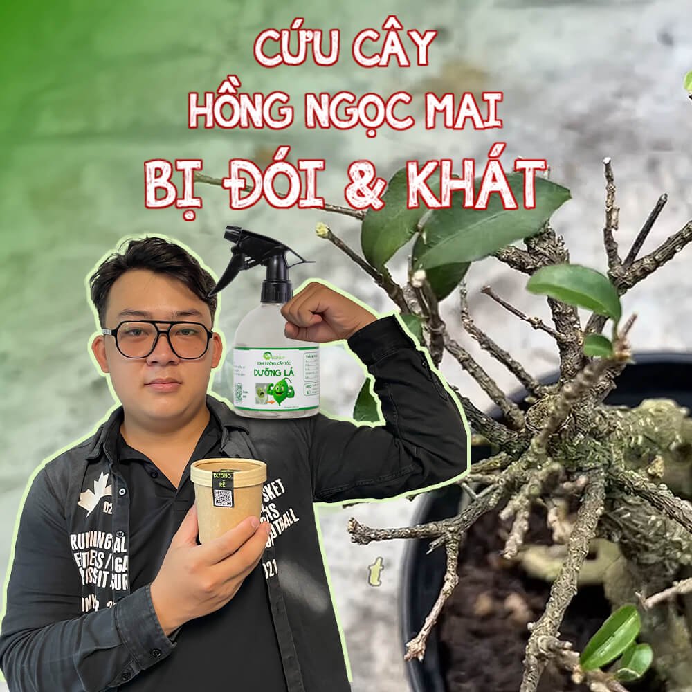 CỨU CÂY HỒNG NGỌC MAI BỊ ĐÓI VÀ KHÁT