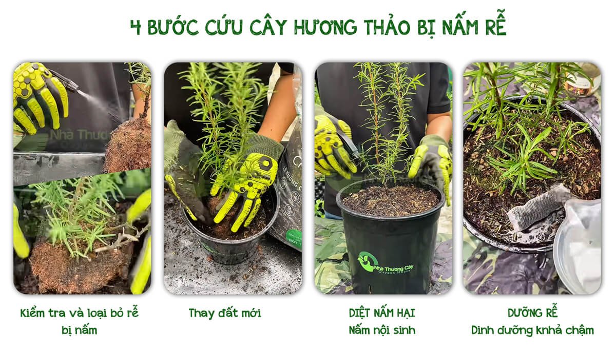 CỨU CÂY HƯƠNG THẢO BỊ NẤM RỄ NHANH CHÓNG TRONG 30 GIÂY 2