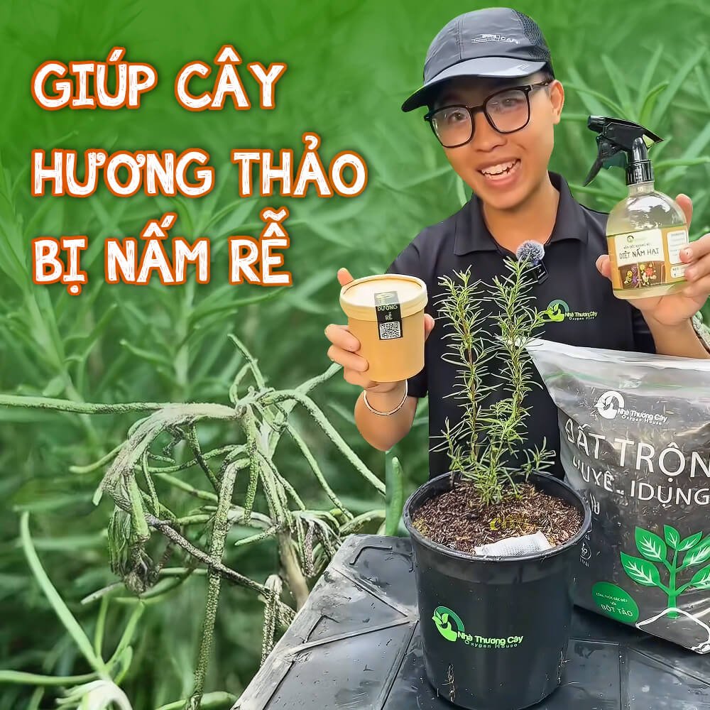 CỨU CÂY HƯƠNG THẢO BỊ NẤM RỄ NHANH CHÓNG TRONG 30 GIÂY