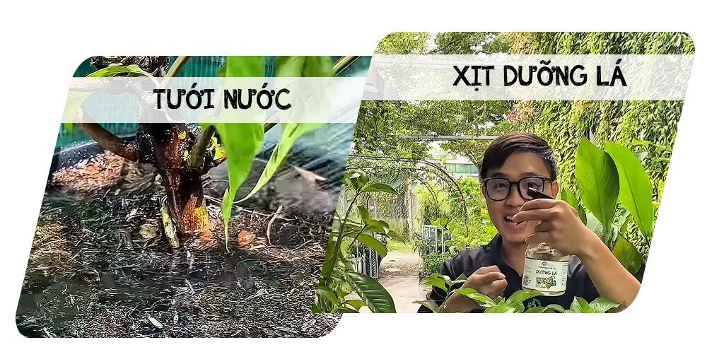 CỨU CÂY LÀI TARENNA BỊ HÉO RŨ THIẾU NƯỚC DÙ MƯA LIÊN TỤC NHIỀU NGÀY 2