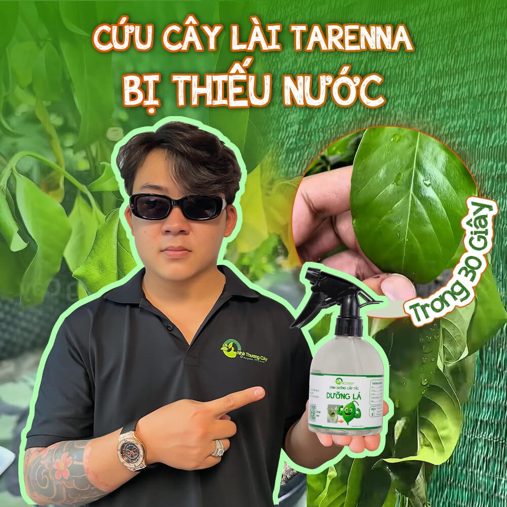 CỨU CÂY LÀI TARENNA BỊ HÉO RŨ THIẾU NƯỚC DÙ MƯA LIÊN TỤC NHIỀU NGÀY