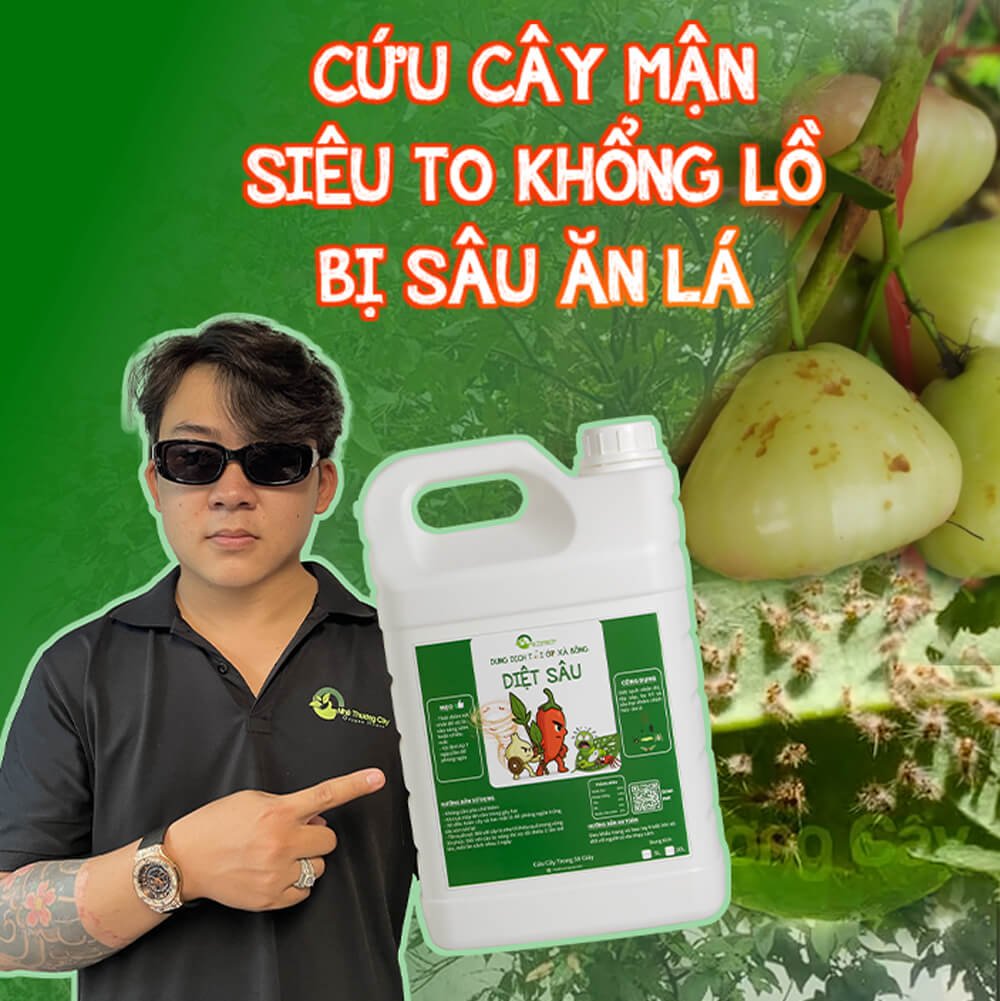 Chiến dịch Cứu cây mận "khổng lồ" bị sâu lông ở Tân Phú!