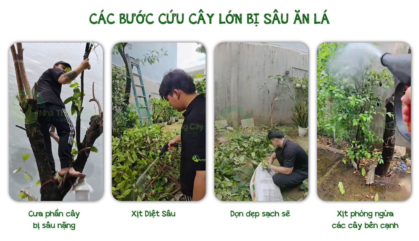 Chiến dịch Cứu cây mận "khổng lồ" bị sâu lông ở Tân Phú! 2