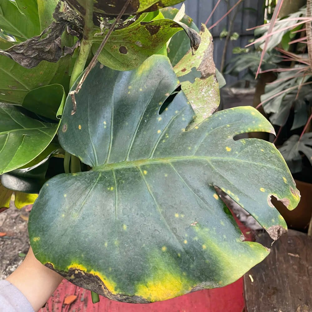 CỨU CÂY MONSTERA BỊ NẤM LÁ 2