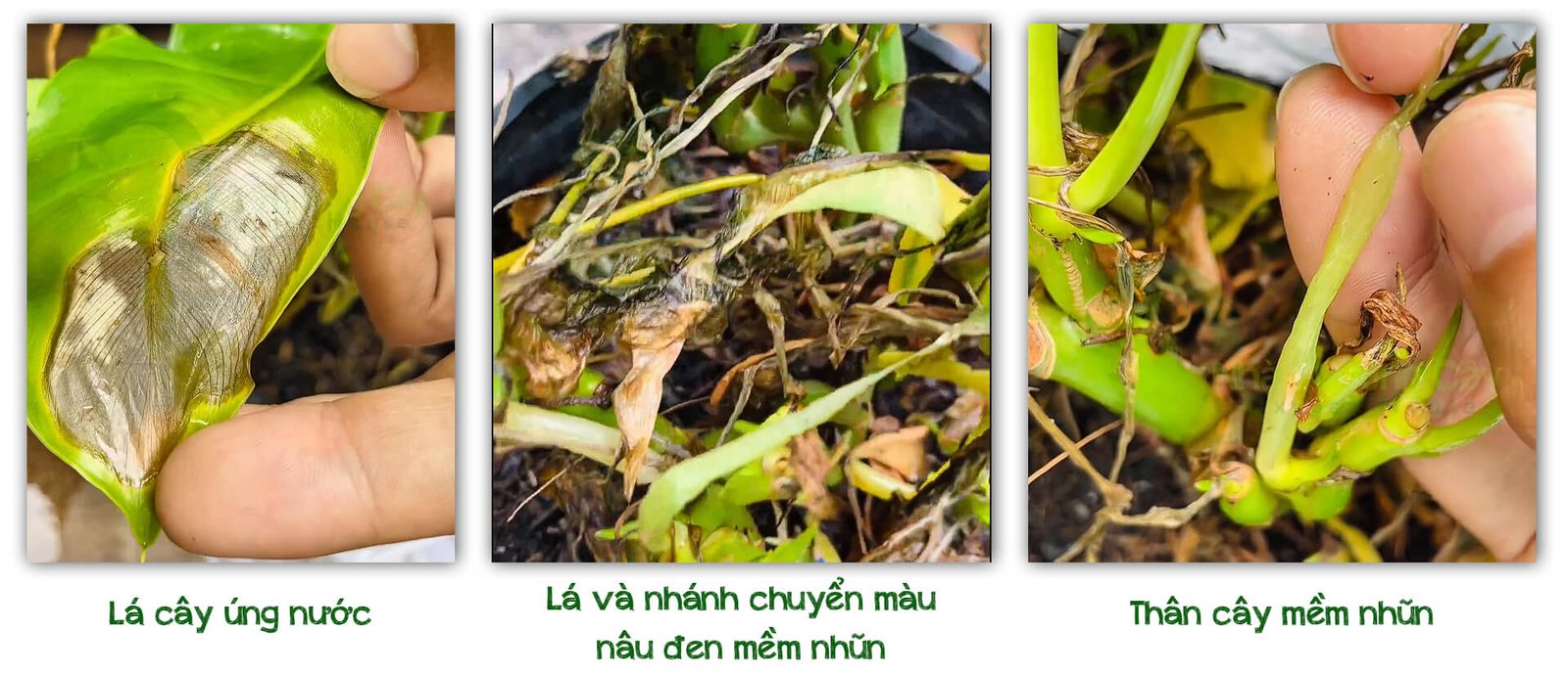 CỨU CÂY TRẦU BÀ TỶ PHÚ BỊ ÚNG RỄ 2