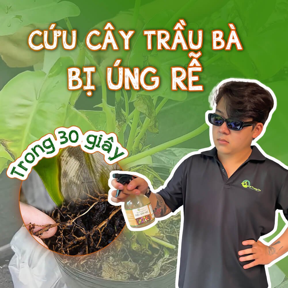 CỨU CÂY TRẦU BÀ TỶ PHÚ BỊ ÚNG RỄ