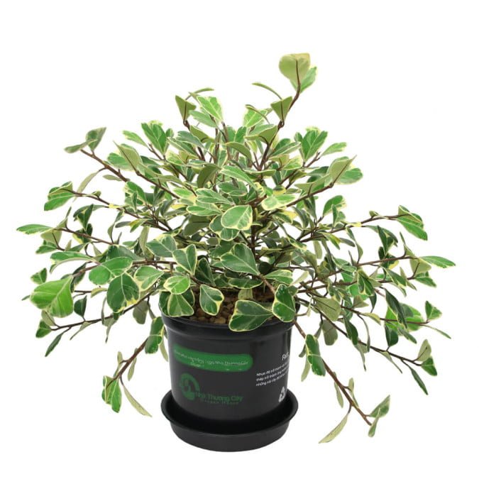 ĐA HOÀNG KIM - FICUS TRIANGULARIS VARIEGATED 2