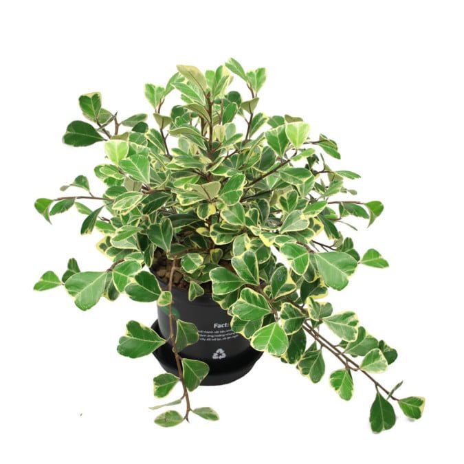 ĐA HOÀNG KIM - FICUS TRIANGULARIS VARIEGATED 3