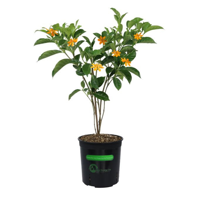 DÀNH DÀNH ĐẾ VƯƠNG - KING GARDENIA JASMINOIDES 3