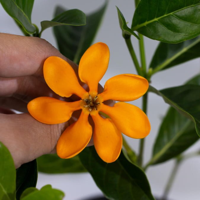 DÀNH DÀNH ĐẾ VƯƠNG - KING GARDENIA JASMINOIDES 2