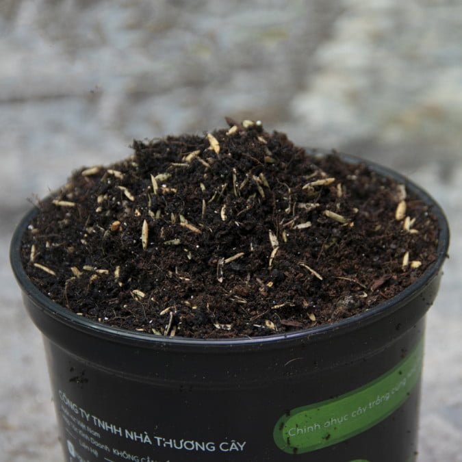 ĐẤT TRỘN CHUYÊN DỤNG - GIÁ THỂ TRỒNG CÂY - POTTING SOIL 2
