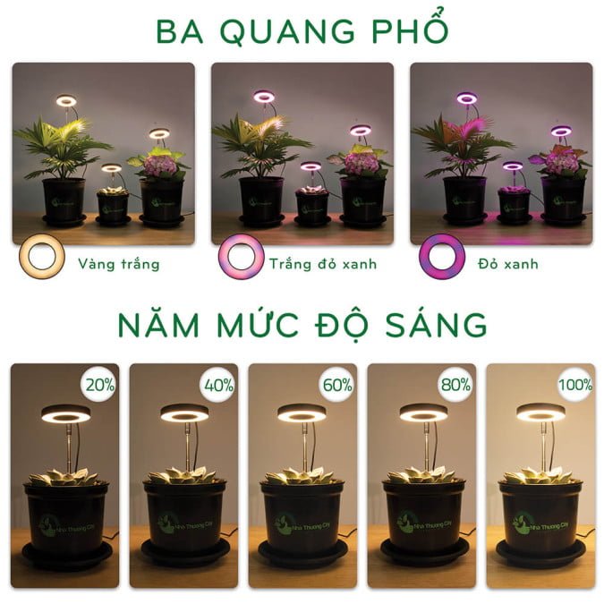 ĐÈN TRỒNG CÂY THÔNG MINH DIY - ĐÈN TRỒNG CÂY THAY ÁNH NẮNG 2