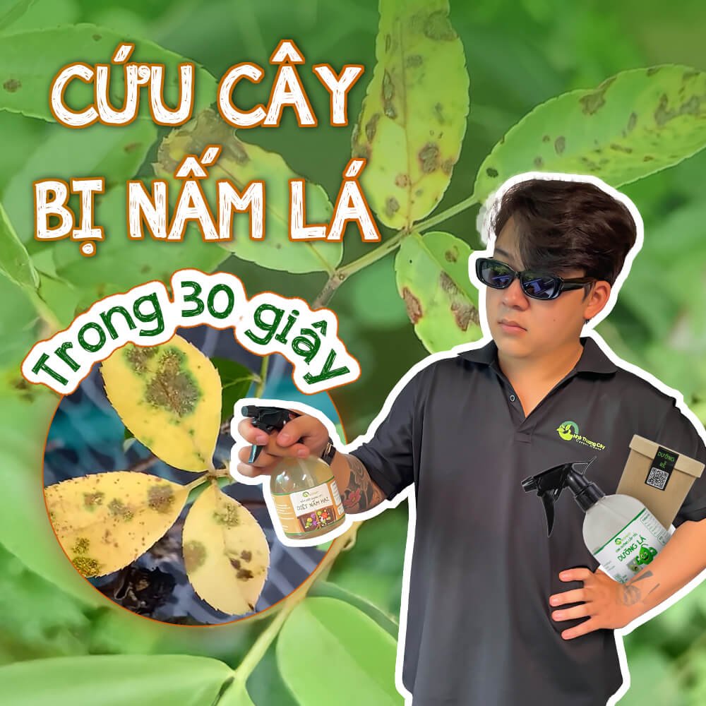TRỊ NẤM CÂY - ĐIỀU TRỊ VÀ PHỤC HỒI CHO CÂY BỊ NẤM LÁ