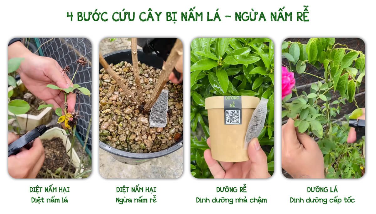 TRỊ NẤM CÂY - ĐIỀU TRỊ VÀ PHỤC HỒI CHO CÂY BỊ NẤM LÁ 2