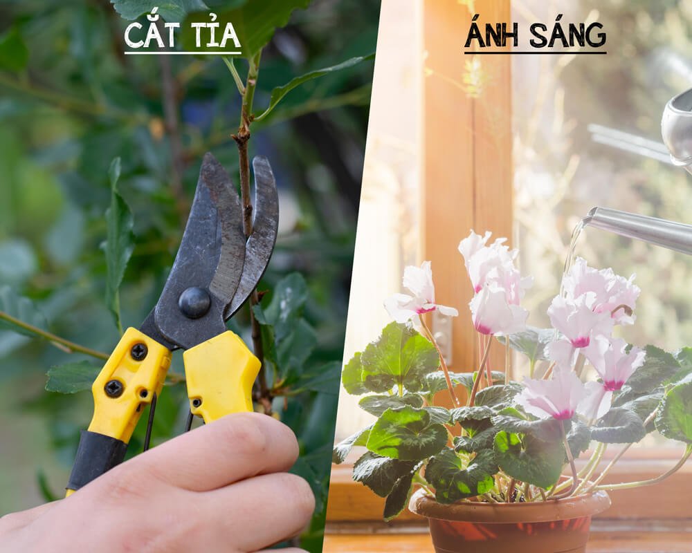Độc chiêu kích hoa nở ê hề, đồng loạt và lâu tàn 2
